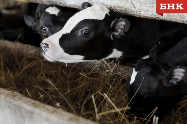 KIR_8501-copy.jpg KIR_8501-copy.jpg