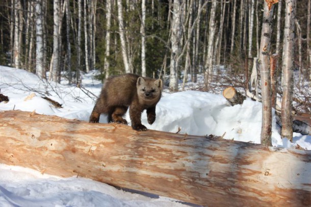 В нацпарке «Югыд ва» пересчитают животных и птиц