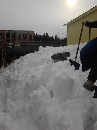 Собачий приют в Сыктывкаре завалило снегом, одно животное погибло