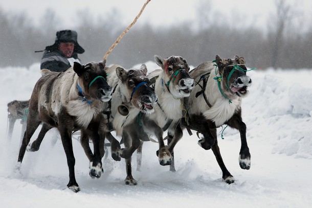 Праздник «Тэрыб кöр» («Быстроногий олень»): как это было