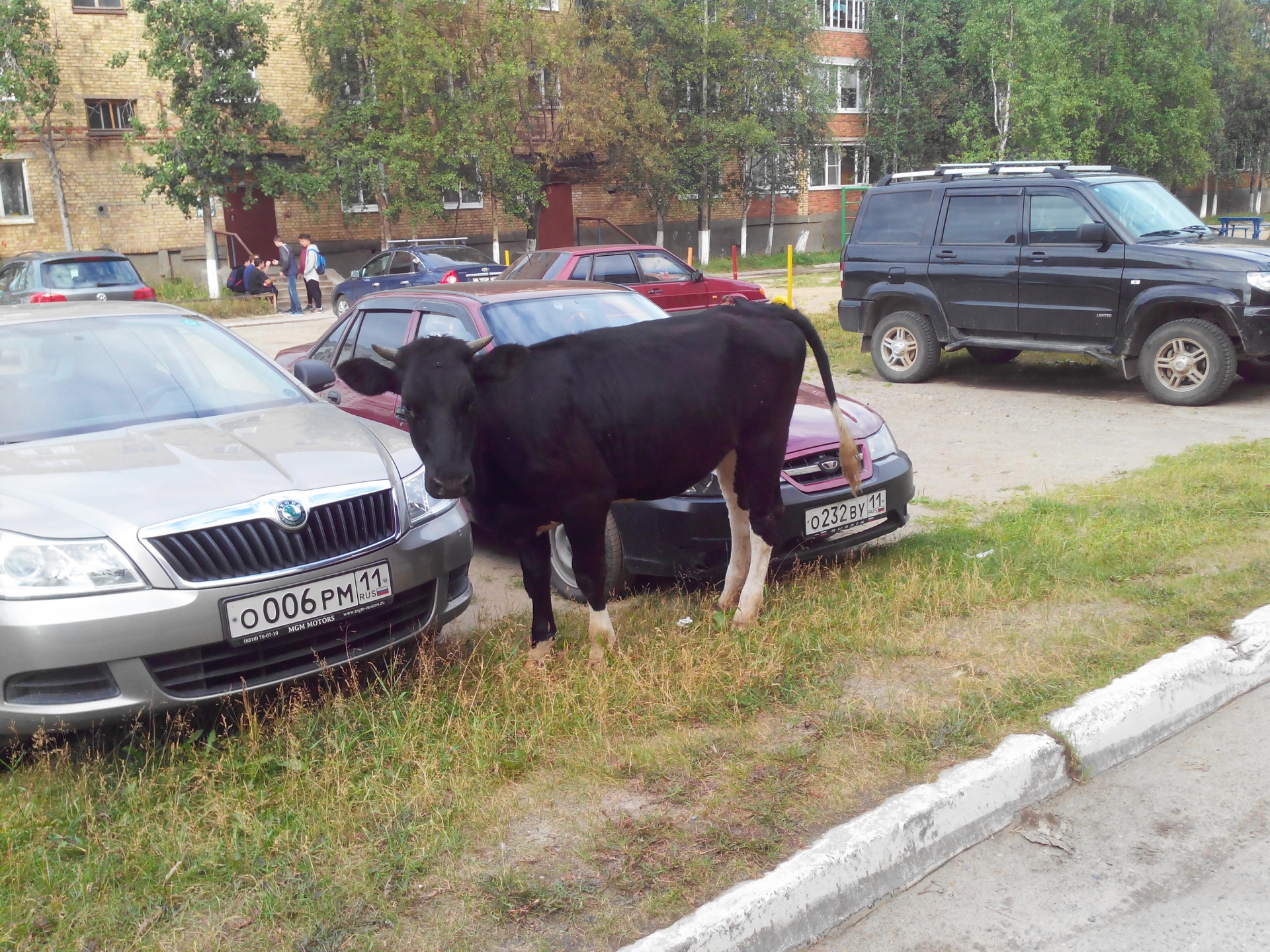 Машина среди коров