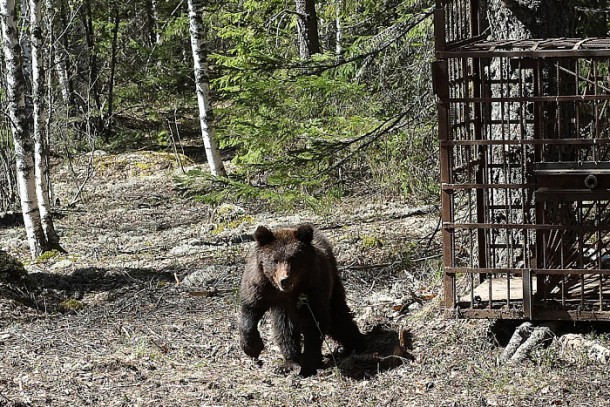 В Кировской области выпустили в дикую природу спасенного медвежонка из Коми