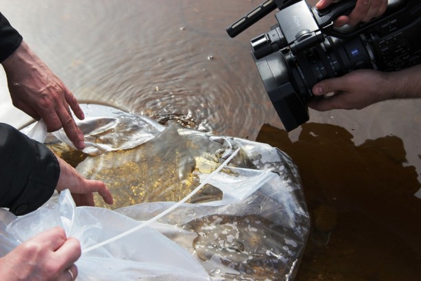 Горняки «Боксита Тимана» провели экологическую акцию