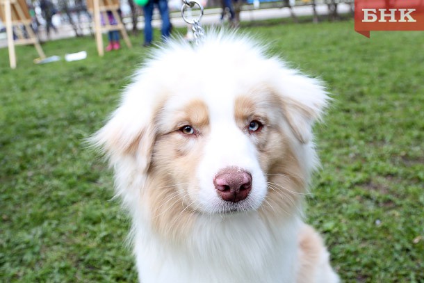 Прогулка с собакой в Кировском парке может обойтись в тысячу рублей