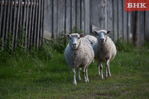 В Коми НЦ запатентовали способ улучшения рациона овец в условиях Крайнего Севера