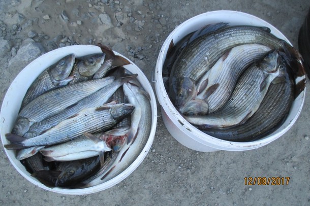 Полиция Инты проверяет факты рыбалки в нацпарке «Югыд ва»