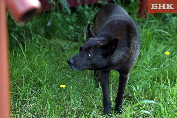 В Вуктыле появился Центр защиты животных
