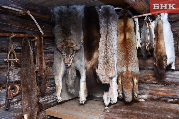 В поселке Ёдва Удорского района волки загрызли несколько собак