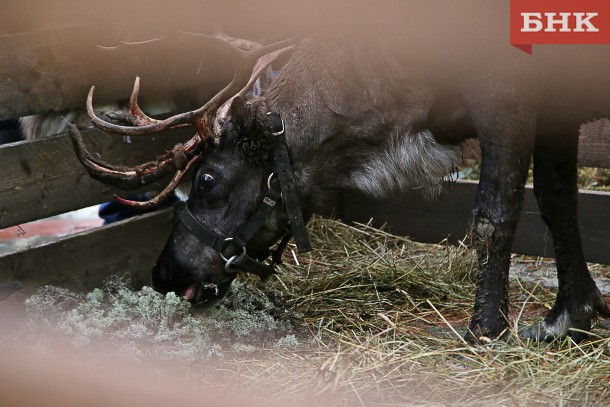 В Коми первое оленеводческое хозяйство начало убойную кампанию