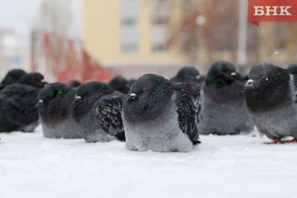 Неделя в Коми начнется с мокрого снега