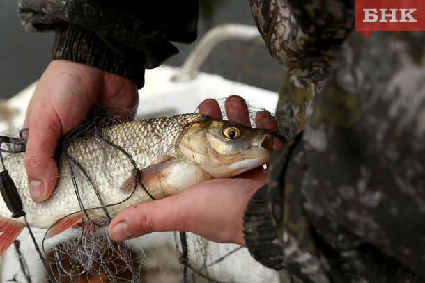 Власти Коми надеются на сотрудничество с НАО в борьбе с незаконной ловлей рыбы