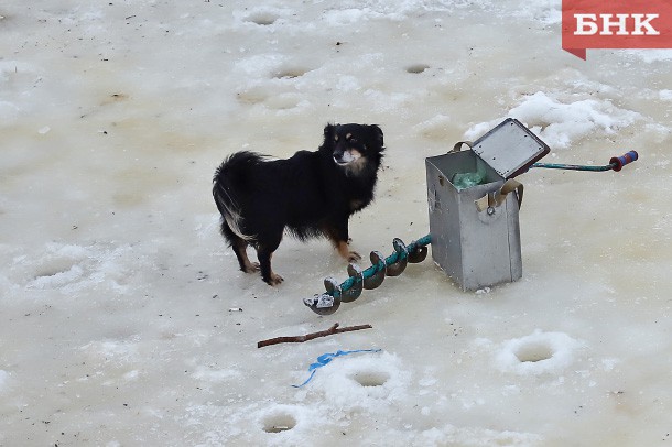 В Коми установили нормы для рыболовов-любителей