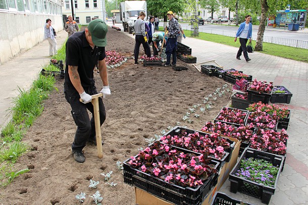 В Сыктывкаре обустраивают цветники