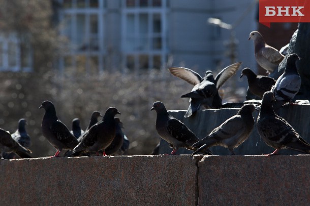 Суббота в большинстве районов Коми пройдет без осадков