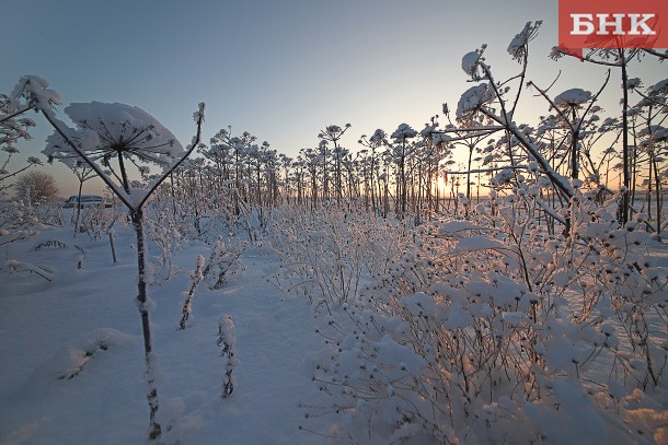 В Коми потеплело