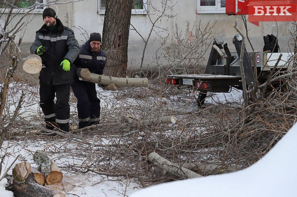 В Сыктывкаре по-новому начнут рассчитывать цену срубленного дерева