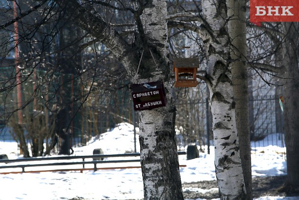 В Коми будет тепло и без осадков