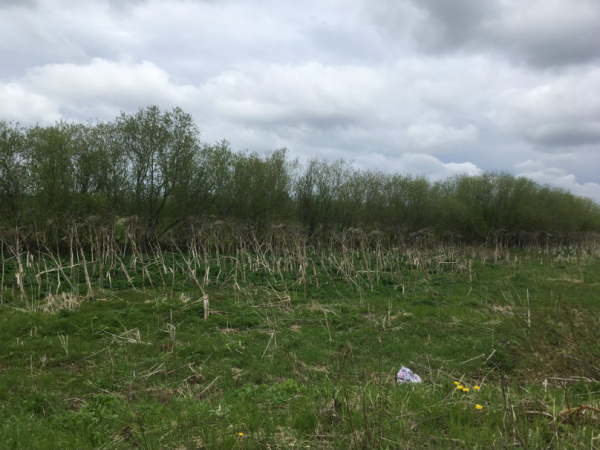 Ухтинцы пожаловались на борщевик возле артезианской скважины